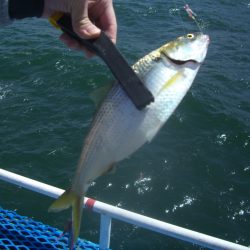 オリジナルメーカー海づり公園(市原市海づり施設) 釣果