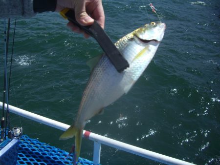 オリジナルメーカー海づり公園(市原市海づり施設) 釣果