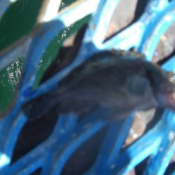 オリジナルメーカー海づり公園(市原市海づり施設) 釣果