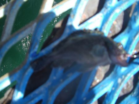 オリジナルメーカー海づり公園(市原市海づり施設) 釣果