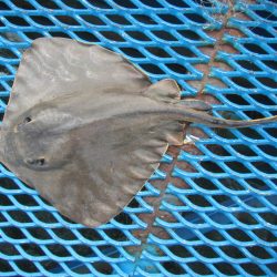 オリジナルメーカー海づり公園(市原市海づり施設) 釣果