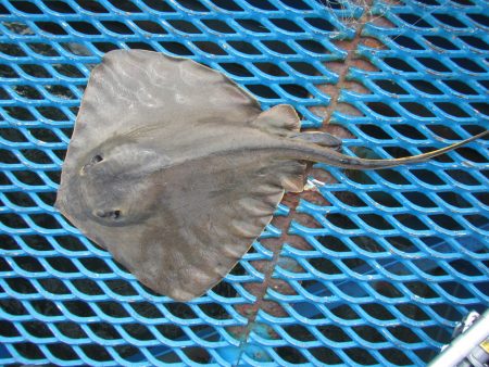 オリジナルメーカー海づり公園(市原市海づり施設) 釣果