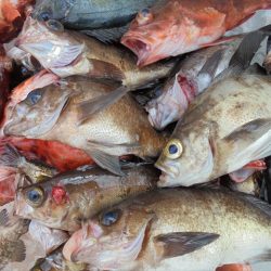 ＨＡＲＵＫＡ丸　はるかまる 釣果