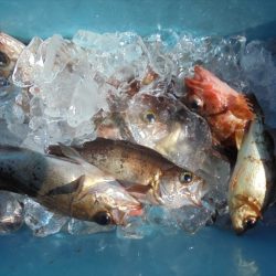 ＨＡＲＵＫＡ丸　はるかまる 釣果