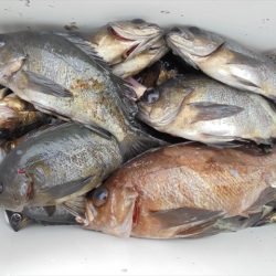 HARUKA丸 はるかまる 釣果