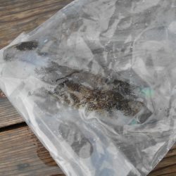 こかわ渡船　雅丸 釣果