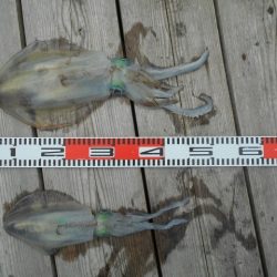 こかわ渡船　雅丸 釣果