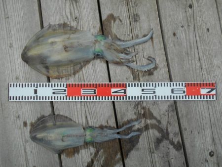 こかわ渡船　雅丸 釣果