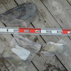 こかわ渡船　雅丸 釣果