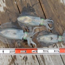 こかわ渡船　雅丸 釣果