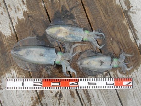 こかわ渡船　雅丸 釣果