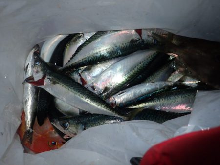 Aquanaut(アクアノート) 釣果