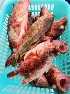 松福丸 釣果