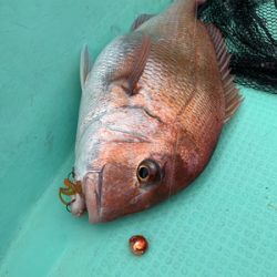 さんさん丸 釣果