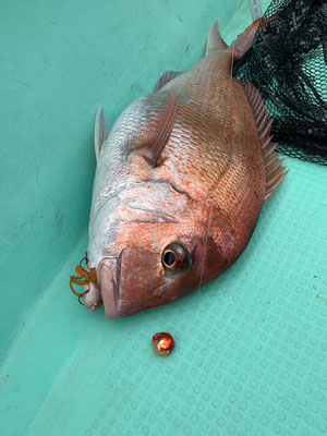 さんさん丸 釣果