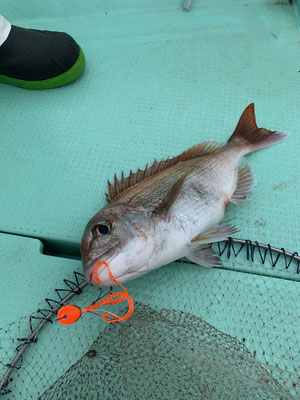 さんさん丸 釣果