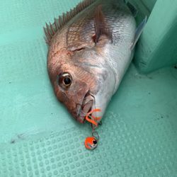 さんさん丸 釣果