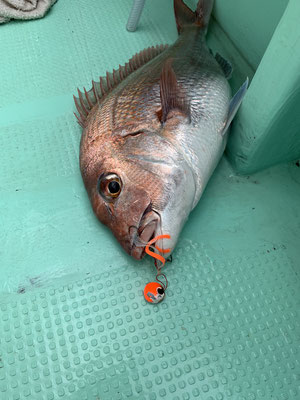 さんさん丸 釣果