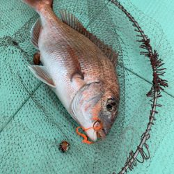 さんさん丸 釣果