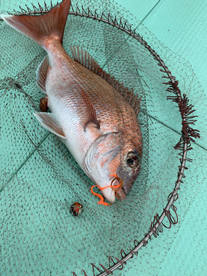 さんさん丸 釣果