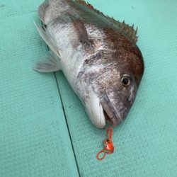 さんさん丸 釣果