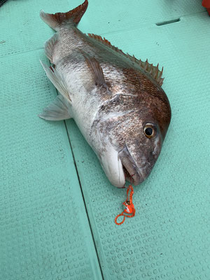 さんさん丸 釣果
