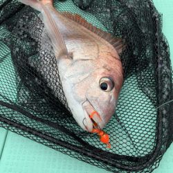 さんさん丸 釣果