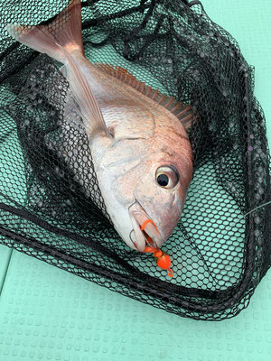 さんさん丸 釣果