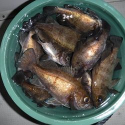 遊漁船 幸友丸 釣果