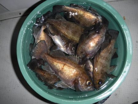 遊漁船 幸友丸 釣果