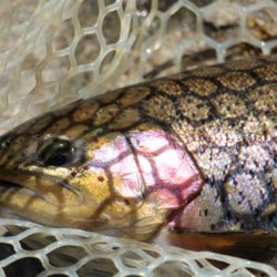 小菅トラウトガーデン 釣果