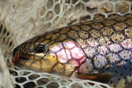 小菅トラウトガーデン 釣果