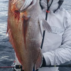 ブルドック 釣果