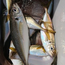 金沢八景鴨下丸 釣果