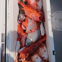 エンペラー 釣果