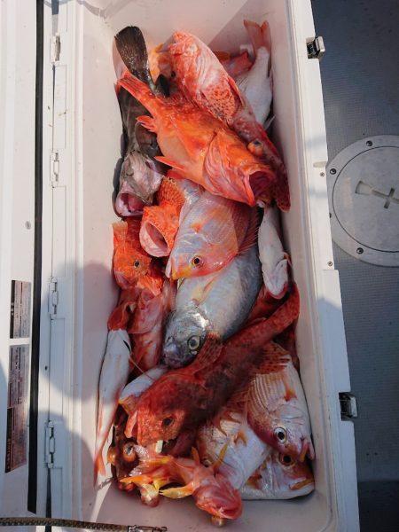 エンペラー 釣果