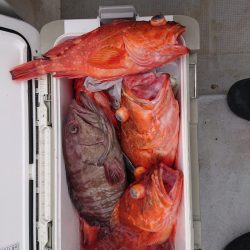 エンペラー 釣果