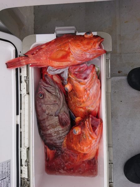 エンペラー 釣果