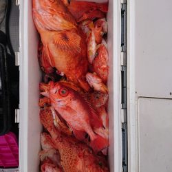 エンペラー 釣果