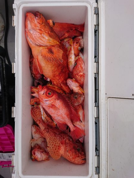 エンペラー 釣果