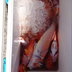 エンペラー 釣果