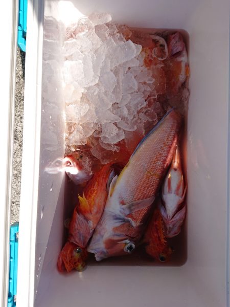 エンペラー 釣果