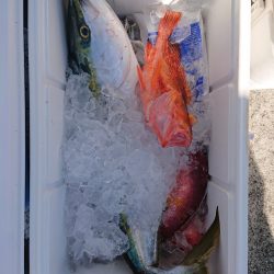 エンペラー 釣果