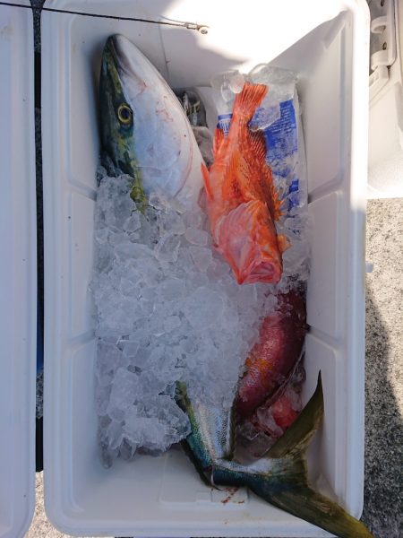 エンペラー 釣果