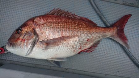 だて丸 釣果