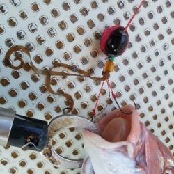 遊漁船 ニライカナイ 釣果