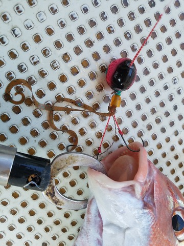 遊漁船 ニライカナイ 釣果