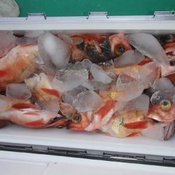 第二むつ漁丸 釣果