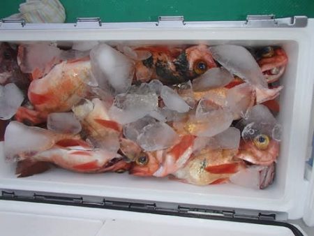 第二むつ漁丸 釣果