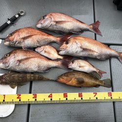 sea boss シーボス 釣果